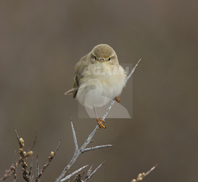 Fitis zittend op takje; Willow Warbler perched on twig stock-image by Agami/Menno van Duijn,