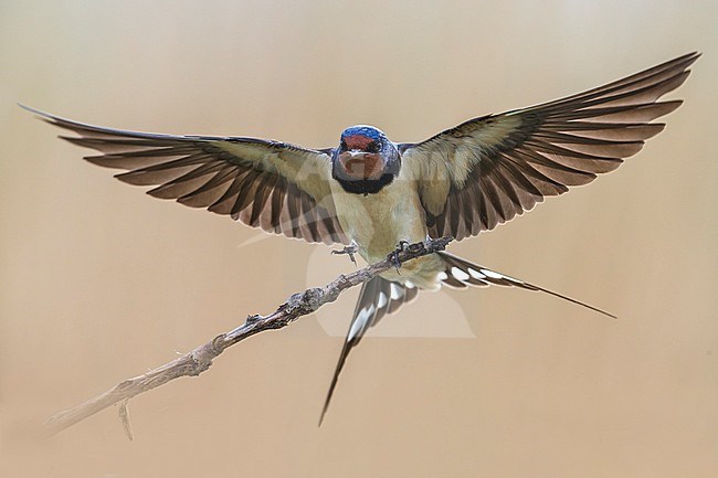 Boerenzwaluw met vleugels wijd, Barn Swallow with wings out stock-image by Agami/Daniele Occhiato,