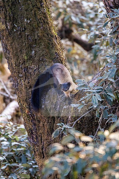 Himalayan Yellow-throated Marten (Martes flavigula) in upper Himalayan subtropical forest. Perched in a tree, looking for the sound of the camera. stock-image by Agami/Marc Guyt,