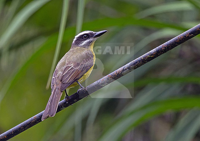 Golden-bellied Flycatcher (Myiodynastes hemichrysus) in Panama. stock-image by Agami/Pete Morris,