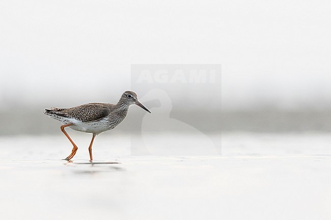 Common Redshank - Rotschenkel - Tringa totanus ssp. totanus, Germany, juvenile stock-image by Agami/Ralph Martin,