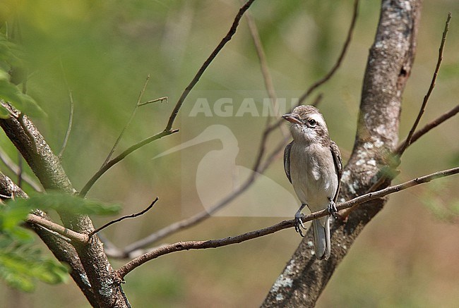 Sri Lanka Woodshrike (Tephrodornis affinis) perched in a tree. stock-image by Agami/Andy & Gill Swash ,
