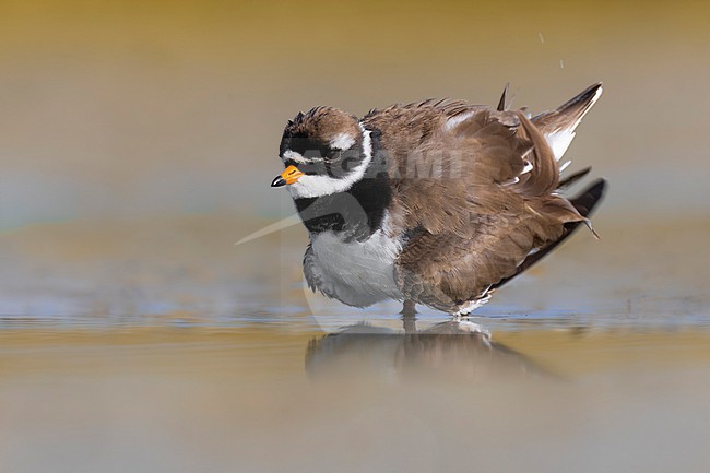 Common Ringed Plover (Charadrius hiaticula) in Italy. stock-image by Agami/Daniele Occhiato,