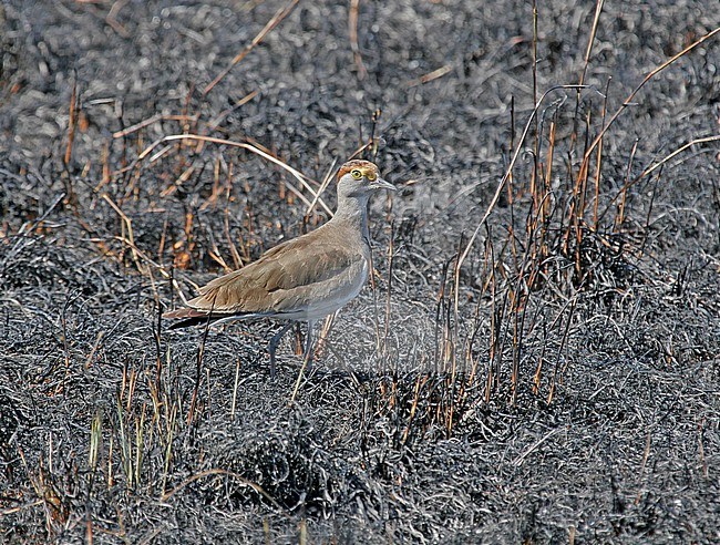 Brown-chested Lapwing (Vanellus superciliosus) standing in recently burnt field in Uganda. stock-image by Agami/Pete Morris,
