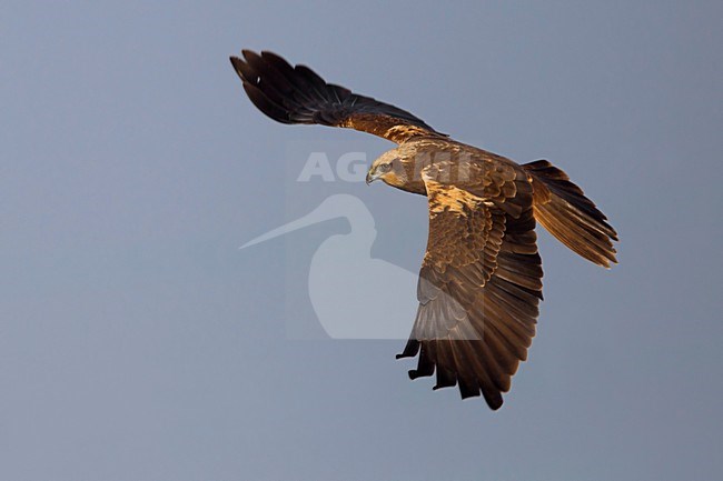 Bruine Kiekendief;  Marsh Harrier stock-image by Agami/Daniele Occhiato,
