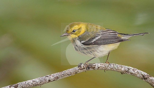 Black-throated Green Warbler, Setophaga virens, in North America. During autumn migration. stock-image by Agami/Ian Davies,
