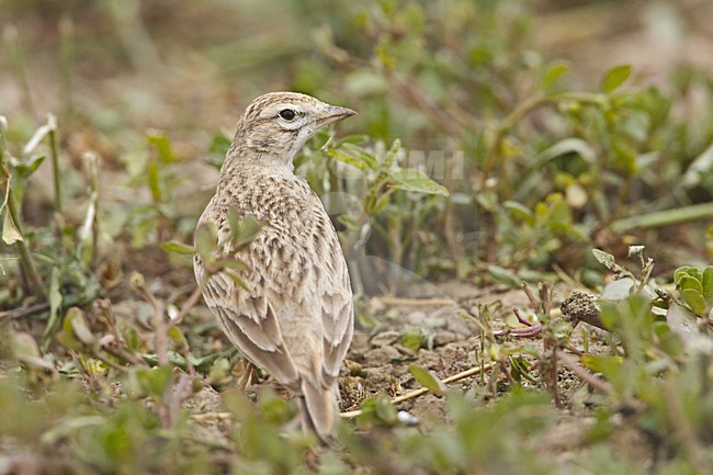 Short-toed Lark standing on the ground; Kortteenleeuwerik  staand op de grond stock-image by Agami/Jari Peltomäki,