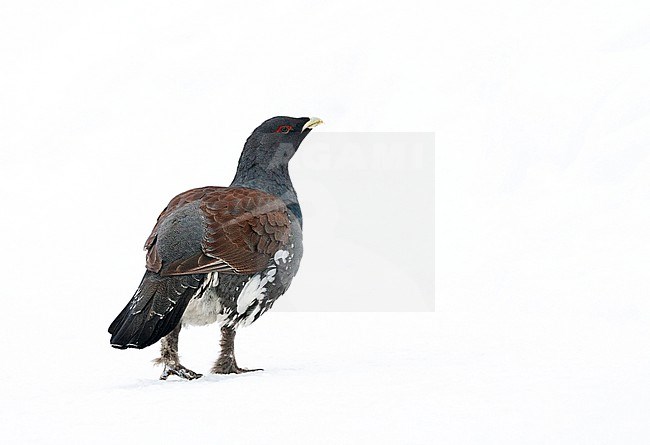 Male Western Capercaillie (Tetrao urogallus) during a cold winter in Northern Finland. Walking away, looking alert over his shoulder. Seen on the back, showing rump and tail. stock-image by Agami/Marc Guyt,