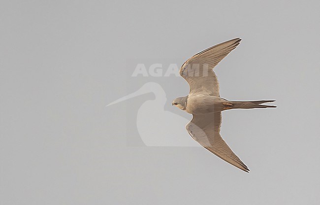 Scissor-tailed Kites (Chelictinia riocourii) come together to roost at Kousmar Island, central Senegal, in winter time. Up to 17.000 birds are seen together, a true spectacle. This is a immature bird due to all white underwings. stock-image by Agami/Eduard Sangster,