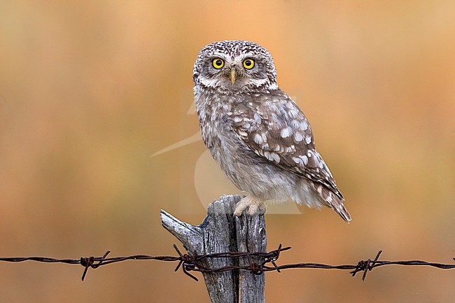 Little Owl (Athene noctua) in Italy. stock-image by Agami/Daniele Occhiato,