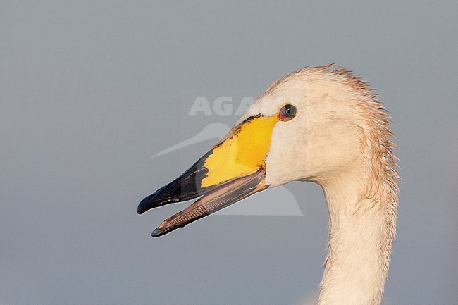 Whooper Swan - Singschwan - Cygnus cygnus, Germany, adult stock-image by Agami/Ralph Martin,