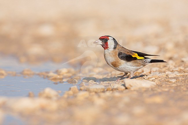 European Goldfinch, Putter,  Carduelis carduelis ssp. balcanica, Croatia, adult male stock-image by Agami/Ralph Martin,