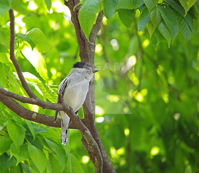 Grey-collared Becard (Pachyramphus major) in Mexico. Perched on a branch in middle upper story of canopy. stock-image by Agami/Pete Morris,