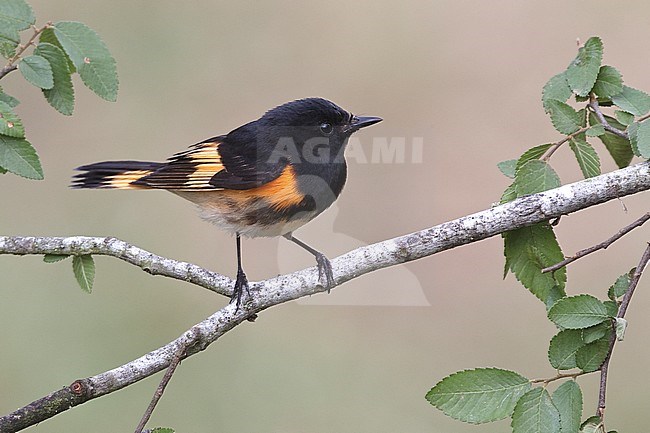 Adult male 
Galveston Co., TX 
April 2010 stock-image by Agami/Brian E Small,