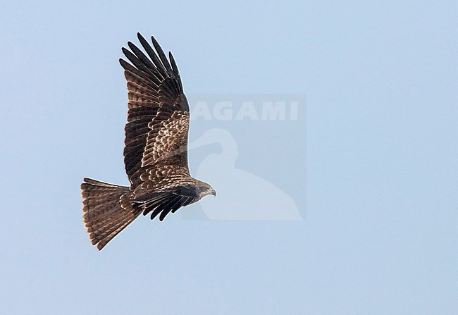 Wintering Black-eared Kite (Milvus lineatus) in Japan. Flying in the air, showing upper wing pattern. stock-image by Agami/Marc Guyt,