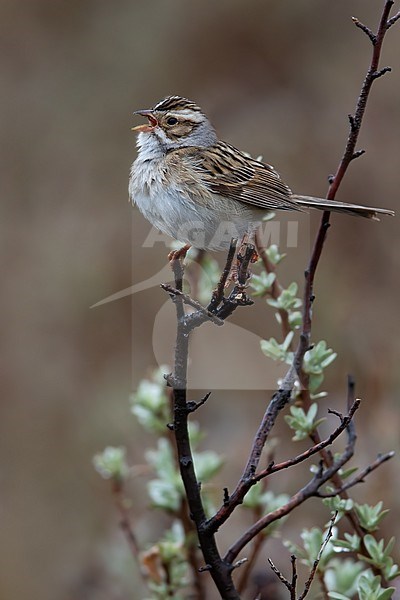 Clay-colored Sparrow (Spizella pallida) singing on top of a bush stock-image by Agami/Dubi Shapiro,