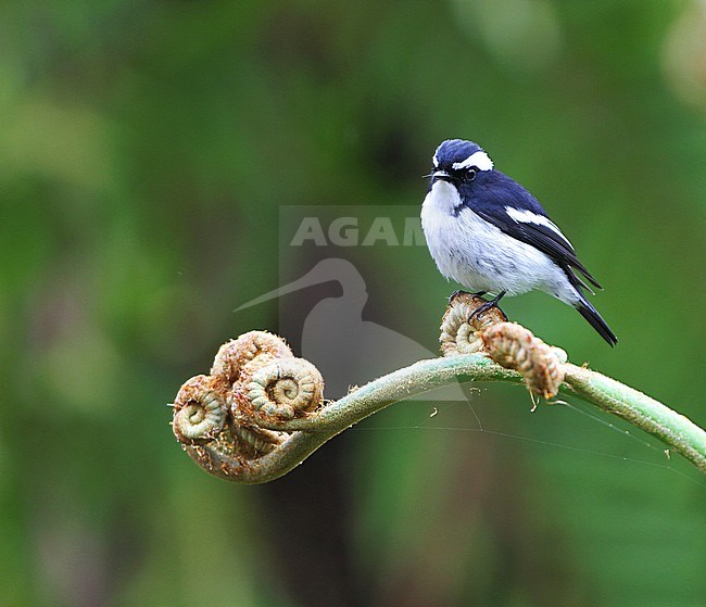 Little Pied Flycatcher (Ficedula westermanni) sitting on a branch in understory of Asian rain forest. stock-image by Agami/James Eaton,