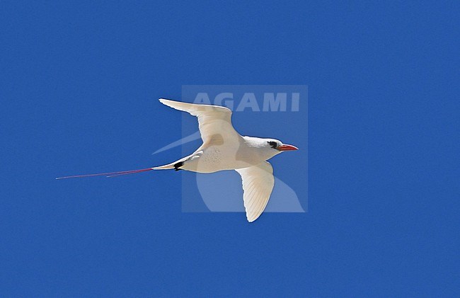The Red-tailed Tropicbird is an iconic bird of the tropics, where it breeds in bushes at the beach. This photo was taken at paradise island Nosy Ve at Madagascar. stock-image by Agami/Eduard Sangster,