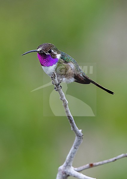 Mexican Sheartail, Doricha eliza, male perched on a twig in coastal scrub in Yucatan, Mexico stock-image by Agami/Andy & Gill Swash ,