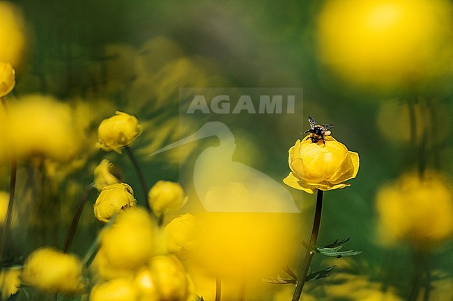 Globeflower, Trollius europaeus stock-image by Agami/Wil Leurs,