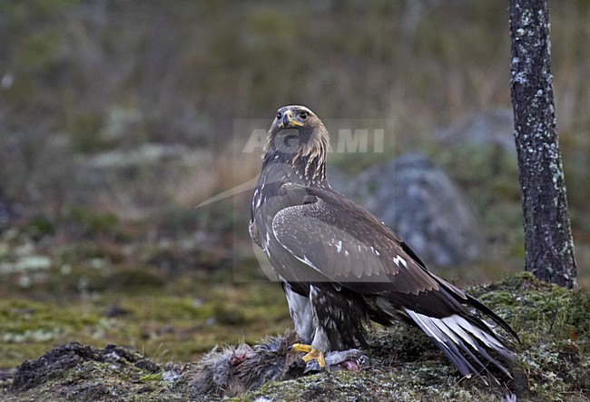Steenarend zittend op dode Vos; Golden Eagle perched on dead Red Fox stock-image by Agami/Jari Peltomäki,