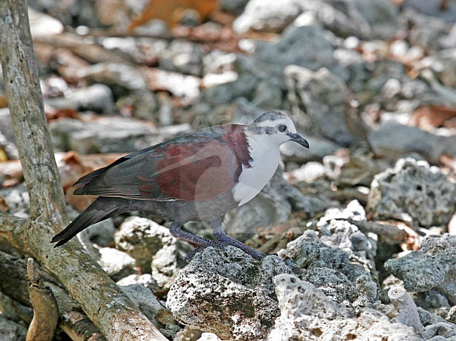 Foeragerende Tahitiaanse Patrijsduif, Polynesian Ground-Dove foraging stock-image by Agami/Pete Morris,