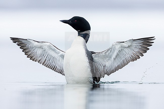 Great Northern Loon (Gavia immer), adult flpping its wings, Northeastern Region, Iceland stock-image by Agami/Saverio Gatto,