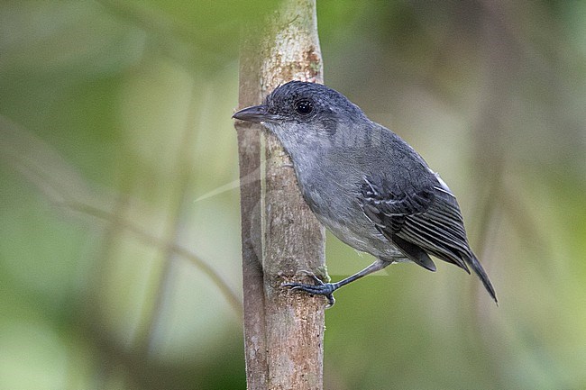 A male Plain Antvireo (Dysithamnus mentalis) at ProAves Chestnut-capped Piha Reserve, Anorí, Antioquia, Colombia. stock-image by Agami/Tom Friedel,