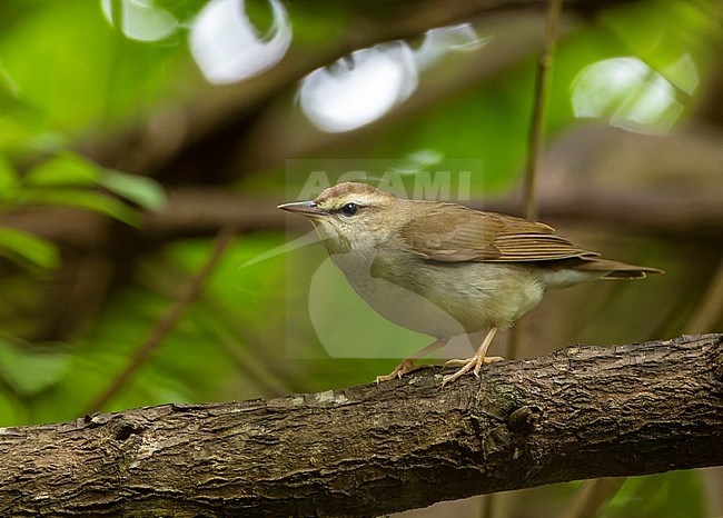 Swainson's Warbler (Limnothlypis swainsonii) during late autumn on Bermuda. Scarce vagrant here. stock-image by Agami/Marc Guyt,