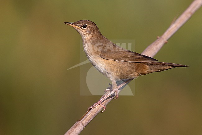 Savi's Warbler, Locustella luscinioides, in Italy. Perched on a twig. stock-image by Agami/Daniele Occhiato,