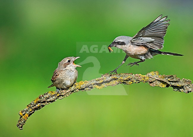 Adult male Red-backed Shrike (Lanius collurio) feeding its chick in Italy. stock-image by Agami/Alain Ghignone,