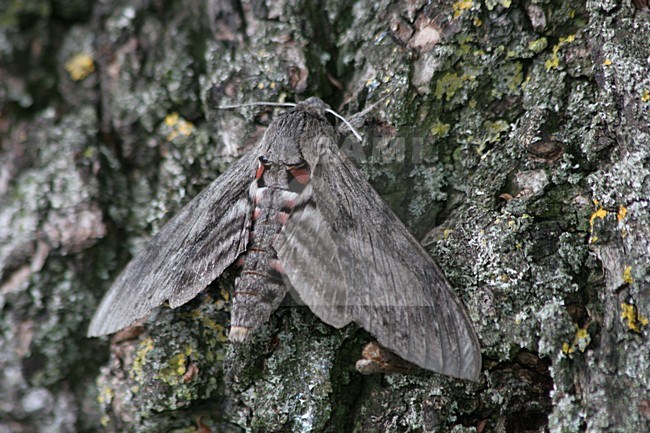Windepijlstaart op boomstam , Convolvulus Hawkmoth on tree trunk stock-image by Agami/Menno van Duijn,