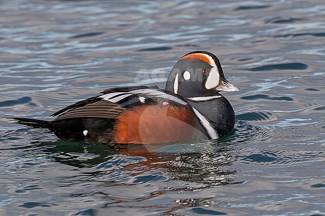 A close-up of a Harlequin Duck drake off the shore of Point Roberts, Washington State, United States of America. stock-image by Agami/Jacob Garvelink,