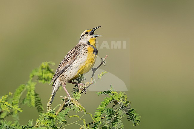 Adult Chihuahuan Meadowlark (Sturnella lilianae)
Cochise Co., Arizona, USA
May stock-image by Agami/Brian E Small,