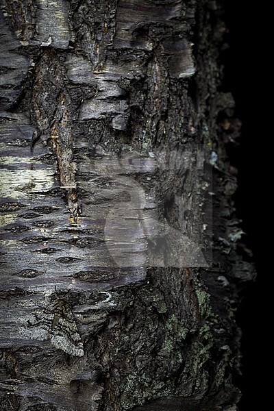 Lycia hirtaria - Brindled beauty - Schwarzfühler-Dickleibspanner, France (Provence), imago stock-image by Agami/Ralph Martin,