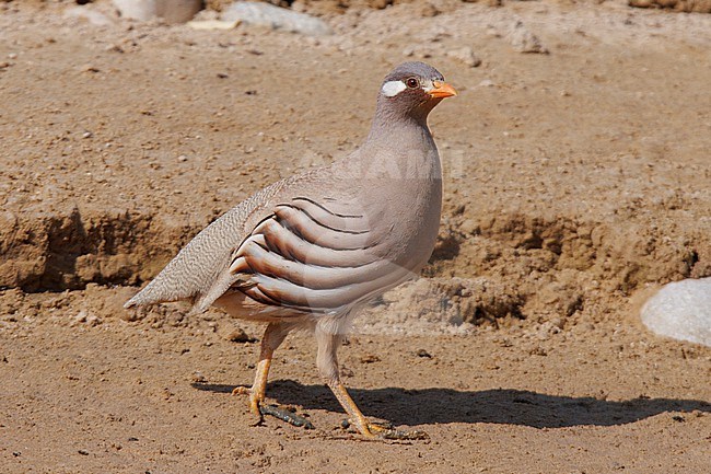 Sand Partridge (Ammoperdix heyi) taken the 03/03/2023 at Thumrait - Oman. stock-image by Agami/Nicolas Bastide,