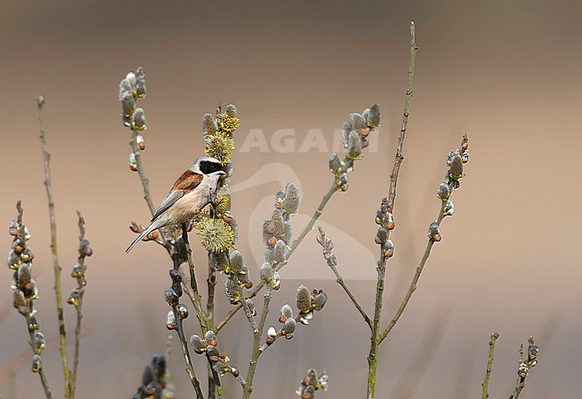 Adult male Penduline Tit (Remiz pendulinus) on the Wadden Island Texel in the Netherlands. stock-image by Agami/Marc Guyt,