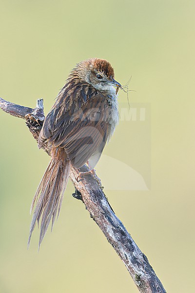 Papuan Grassbird (Cincloramphus macrurus) perched on a branch in Papua New Guinea. stock-image by Agami/Glenn Bartley,