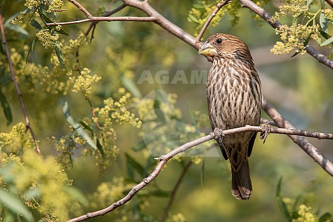 A female Thick-billed Weaver (Amblyospiza albifrons woltersi) at Pretoria, South Africa. stock-image by Agami/Tom Friedel,