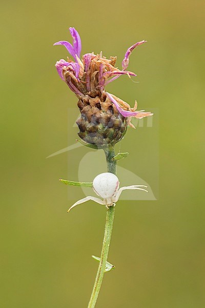 Gewone Kameleonspin; Goldenrod Crab Spider; stock-image by Agami/Walter Soestbergen,