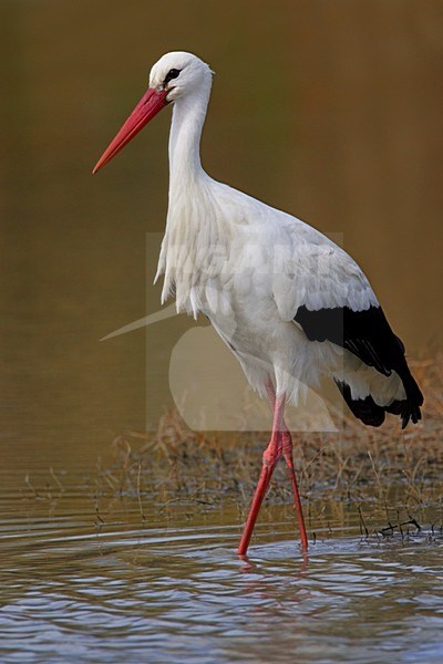 White Stork walking in water; Ooievaar lopend door water stock-image by Agami/Daniele Occhiato,