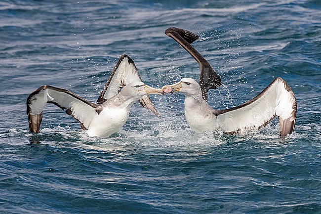 Two adult Salvin's Mollymawk (Thalassarche salvini) fighting for fish discart at sea in Chatham Islands, New Zeland stock-image by Agami/Rafael Armada,