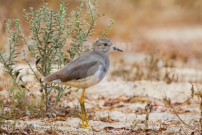 Worn White-tailed Lapwing (Vanellus leucurus) during late autumn in Oman. Standing on arid ground. stock-image by Agami/Daniele Occhiato,