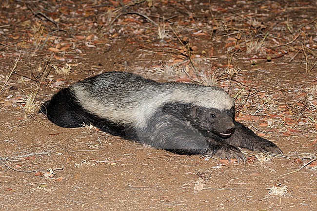 Playful Honey badger (Mellivora capensis) in South Africa. Also known as Ratel. stock-image by Agami/Pete Morris,