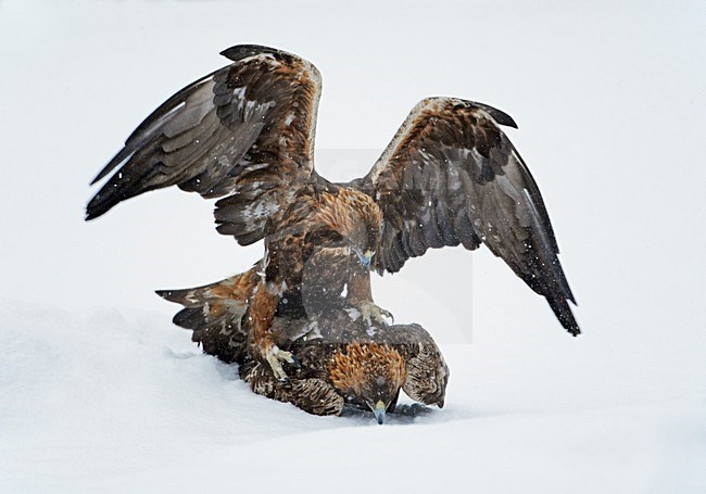 Steenarenden vechtend in de sneeuw; Golden Eagles fighting in the snow stock-image by Agami/Markus Varesvuo,