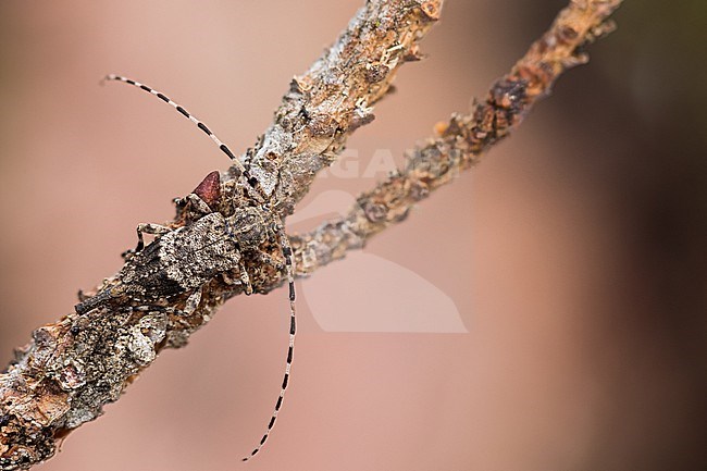 Acanthocinus reticulatus, Germany (Baden-Württemberg), imago, female stock-image by Agami/Ralph Martin,