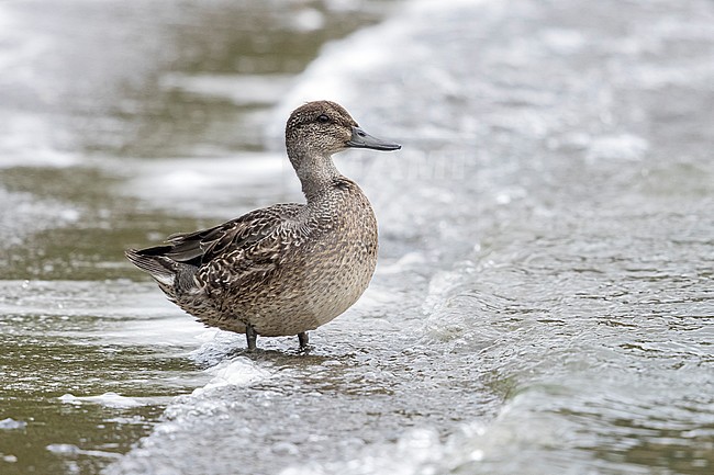 1cy eclipse male Green-winged Teal sitting in Lagoa de Furnas, Sao Miguel, Azores. October 24, 2017 stock-image by Agami/Vincent Legrand,