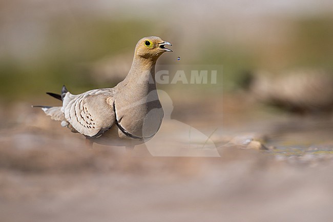 Male Chestnut-bellied Sandgrouse (Pterocles exustus) wintering in Oman. stock-image by Agami/Sylvain Reyt,