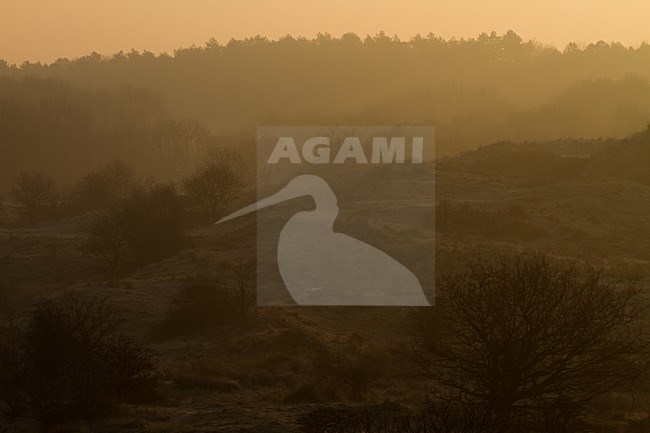 Meijendel bij zonsopgang; Meijendel at sunrise stock-image by Agami/Menno van Duijn,