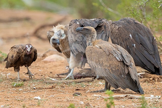 White-backed Vulture (Gyps africanus), immature standing on the ground together with other vultures, Mpumalanga, South Africa stock-image by Agami/Saverio Gatto,